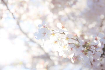 Obraz premium twig of Japanese cherry in bloom in spring. seasonal floral background