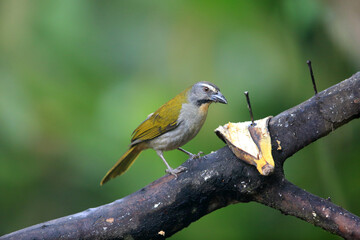 The buff-throated saltator (Saltator maximus) is a seed-eating bird in the tanager family...