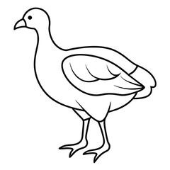 cartoon chicken