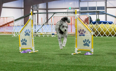 Sheepadoodle jumping