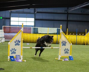 border collie mix jumping