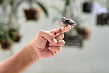 Little baby bird resting on a man's finger