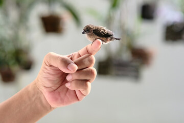 Little young sparrow bird sitting comfortably on a man's finger © Simon