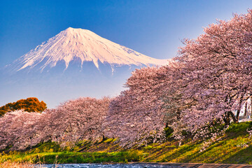 富士市・龍厳淵の満開の桜と富士山