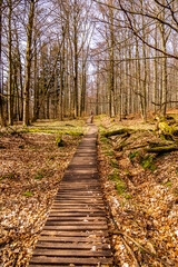 Obraz premium Eine frühlingshafte Wandertour über die Hirschmühle zum Carolafelsen in der Sächsische Schweiz - Schmilka - Sachsen - Deutschland