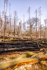 Eine frühlingshafte Wandertour über die Hirschmühle zum Carolafelsen in der Sächsische Schweiz - Schmilka - Sachsen - Deutschland