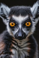 Fototapeta premium Close up of a ring tailed lemur's face. Ideal for educational materials