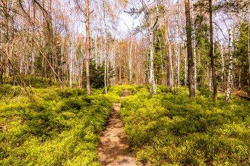 Eine fr&uuml;hlingshafte Wandertour &uuml;ber die Hirschm&uuml;hle zum Carolafelsen in der S&auml;chsische Schweiz - Schmilka - Sachsen - Deutschland