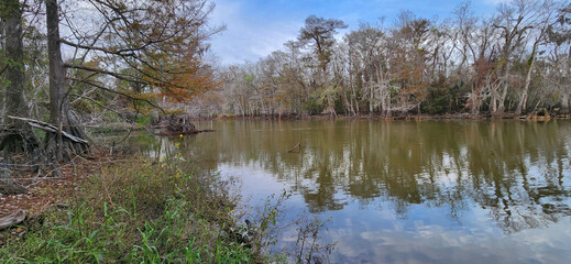 A scenic view of swamp landscape in the Lacassine Bayou in Louisiana. 