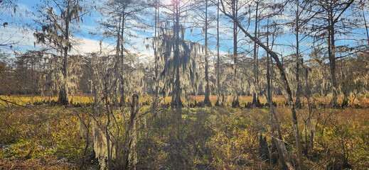 A scenic view of Spanish Moss covered Cypress Tree forest in Lake Fausse Pointe State Park in Louisiana.