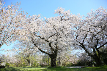 tree of Japanese cherry in bloom in spring. seasonal floral background