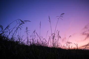silhouette of a grass in the night
