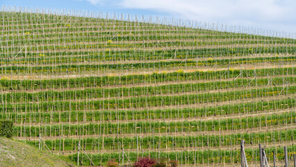 Amazing landscape of the vineyards of Langhe in Piemonte in Italy during spring time. The wine route. An Unesco World Heritage. Natural contest. Rows of vineyards
