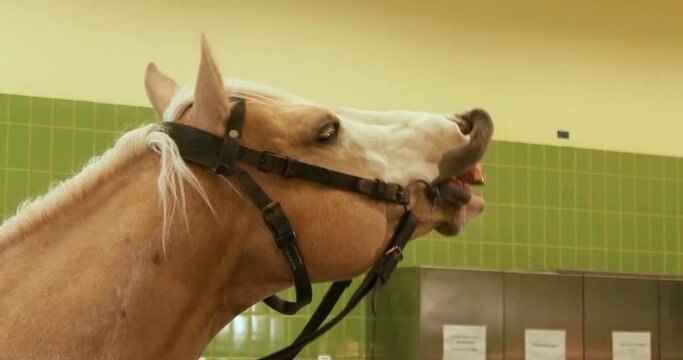 Stallion flehming, neighing, and licking a springbok