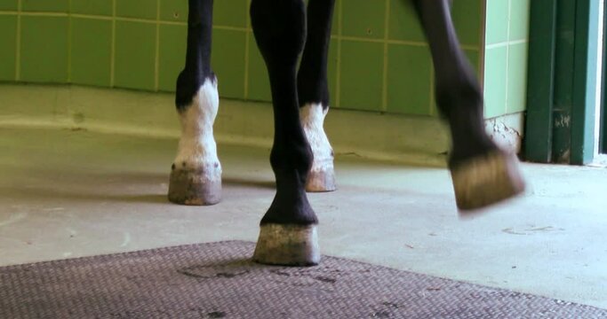 Horse aggressively pawing the ground in the stall