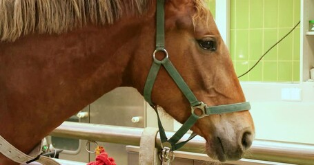 Horse waiting for examination at the veterinarian clinic
