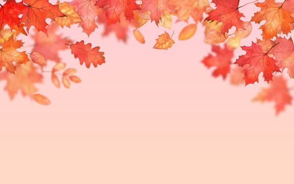 Autumn falling leaves on pink background. Autumnal foliage fall and orange maple leaves flying in wind motion blur. Copy space