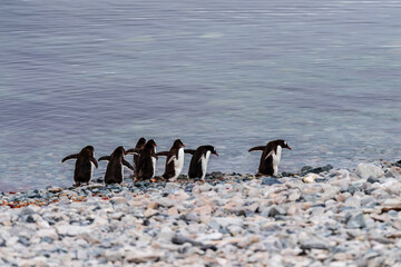 Telephoto shot of a group of Gentoo Penguins -Pygoscelis papua- walking along the rocky shore of Cuverville island, on the Antarctic peninsula