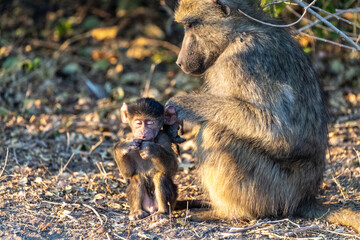 A Chacma Baboon, Papio ursinus, baby with its mother, Chobe National Park, Botswana.
