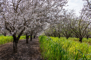 Blooming almond trees in an orchard