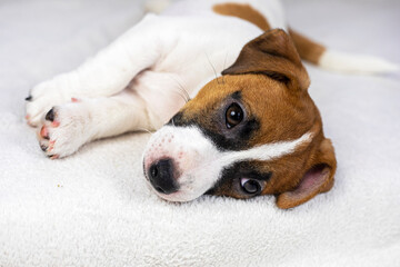  cute muzzle of a little jack russell puppy on the sofa. Caring for puppies