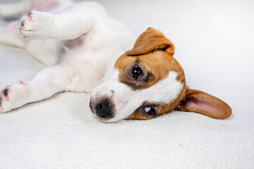 funny Jack Russell puppy playing with a purple circle on the sofa. caring for pets