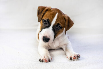 beautiful Jack Russell Terrier puppy sits on the sofa . Caring for puppies. Daily regime