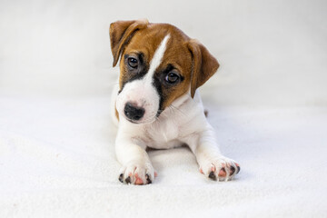 Jack Russell Terrier puppy sitting on a light background. Care and raising of pets