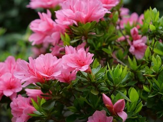 開花したツツジ