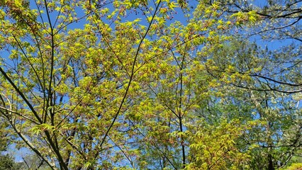 春の風景・きれいな黄緑色の木々・枝／Spring scenery, beautiful yellow-green trees・branch・twig・limb／봄 풍경 · 깨끗한 황록색 나무・가지