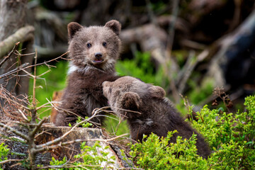 Two young brown bear cub in the forest. Portrait of brown bear, animal in the nature habitat - 781067103
