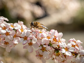 ユキヤナギとアブ