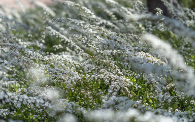 White tiny flower blossom bloom, Thunberg spirea, Spiraea thunbergii, thunderberg's meadow sweet bush with wiry twig branch in garden for spring and summer background with blurry foreground - 781068313