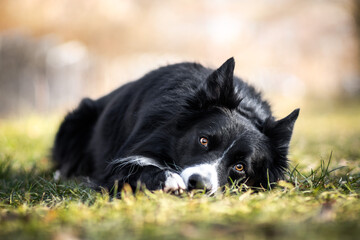 Border collie in nature