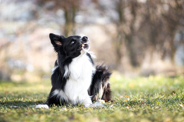 Border collie in nature