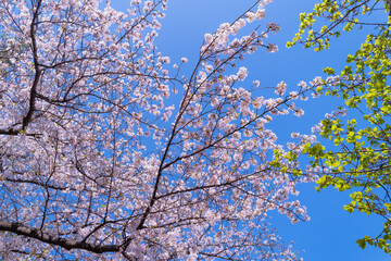 満開の桜と青空