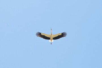 Stork (Ciconia ciconia) flying on blue sky background. A stork migrating to warm countries. Bird,...