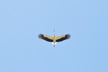 Stork (Ciconia ciconia) flying on blue sky background. A stork migrating to warm countries. Bird, animal idea concept. Ornithology. No people. Horizontal photo. Nature. 