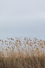 Silhouette of tall reeds against a neutral sky