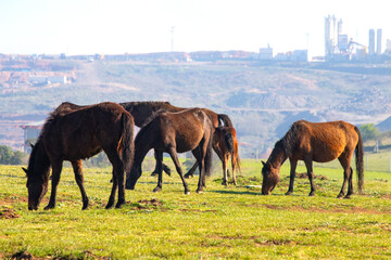 Herd of wild horses. Horses on deforested construction site background. Animal. Horizontal photo....