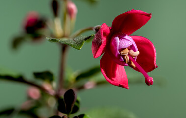 Red fuchsia flower on a green background close-up