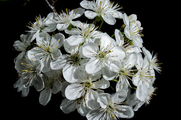 Blooming white cherry tree flowers on a black background