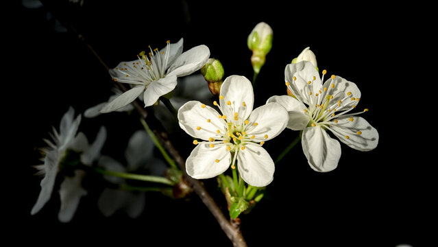 Blooming white cherry tree flowers on a black background