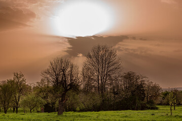 Auf- oder untergehende Sonne mit von Saharastaub orange bis rötlich gefärbtem milchig-trübem Himmel mit Wolken über landwirtschaftlich genutzter Fläche und Bäumen - 781072311