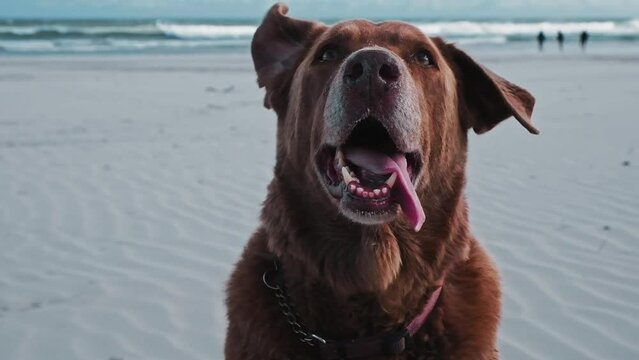 A happy and cute brown Labrador dog on the beach with flappy ears and panting after a good walk