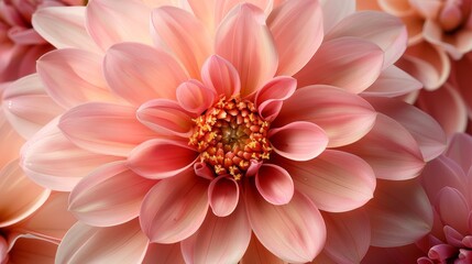   A close-up of a pink flower with numerous petals surrounding its center The flower's center is located in the middle of the bloom