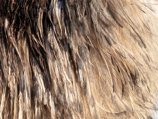 Fototapeta premium Ostrich feathers as an abstract background. Texture