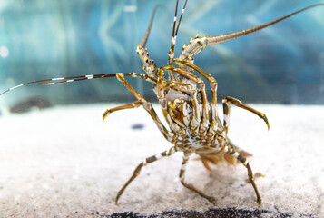 Lobster in the aquarium. Macro photo of spiny lobster