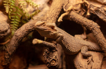 Closeup of a bearded dragon in the terrarium at the zoo