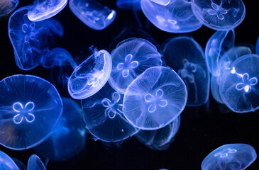 Blue jellyfish swim in the sea on a black background